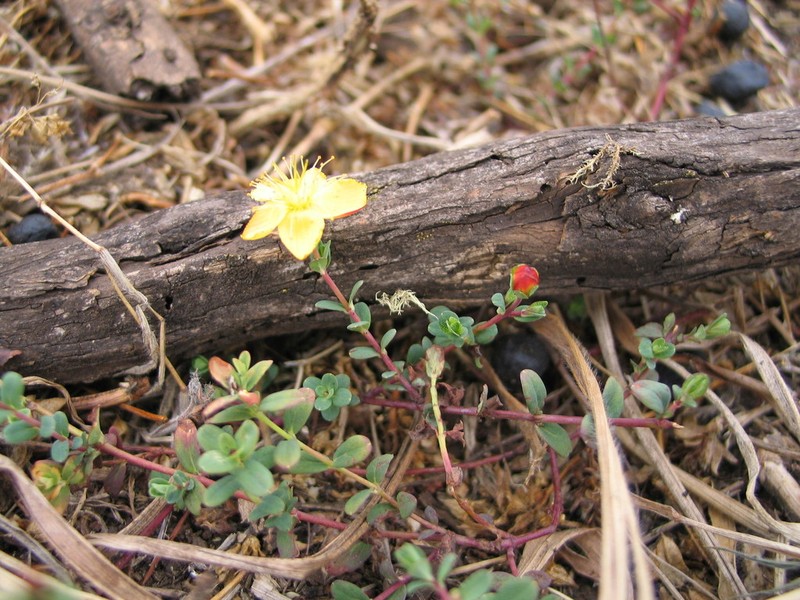 Hypericum peplidifolium photo 4