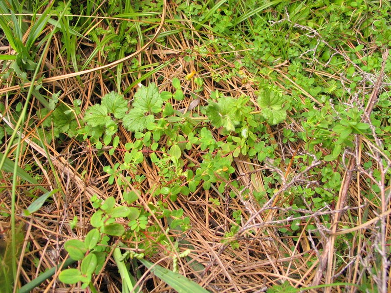 Hypericum peplidifolium photo 5
