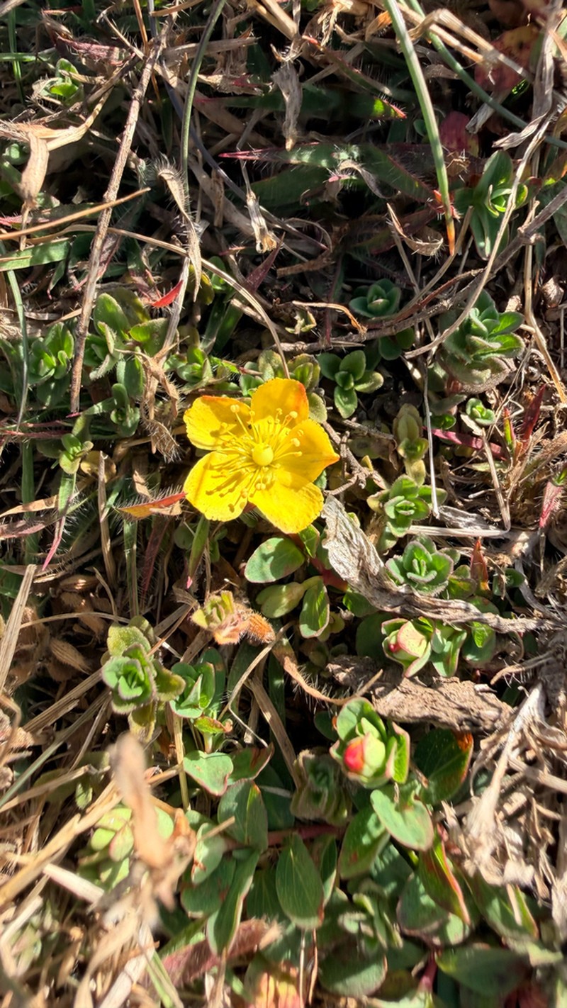 Hypericum peplidifolium photo 6