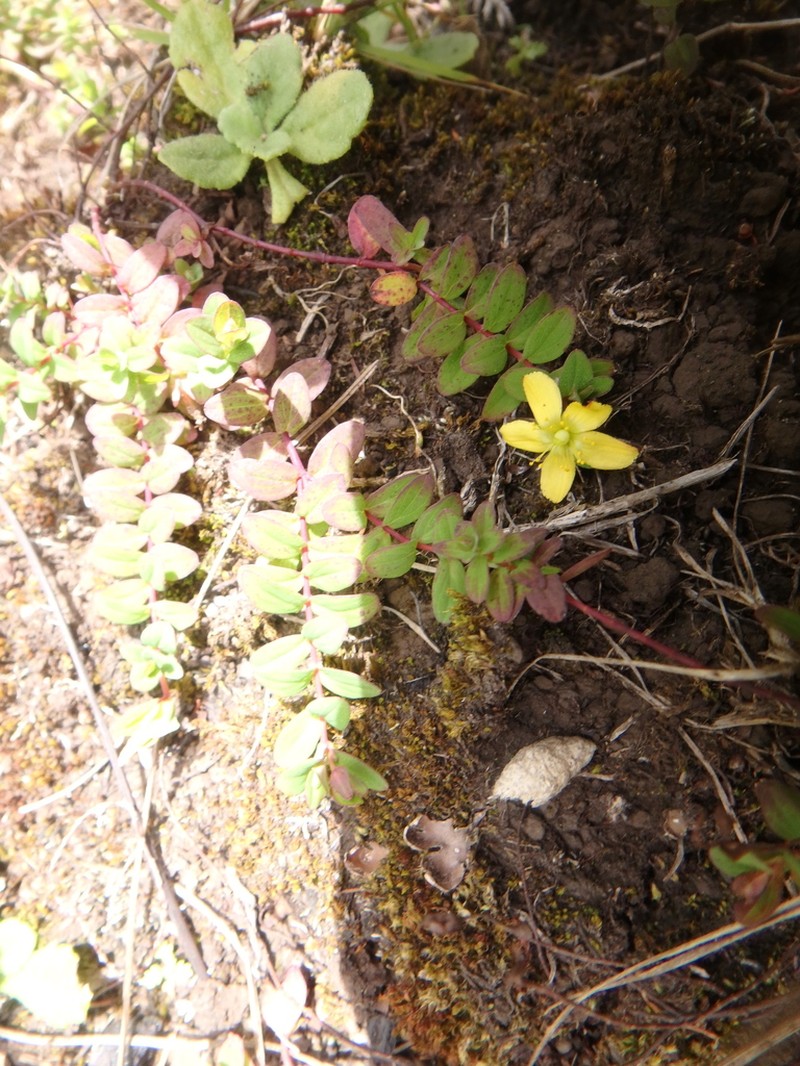 Hypericum peplidifolium photo 7