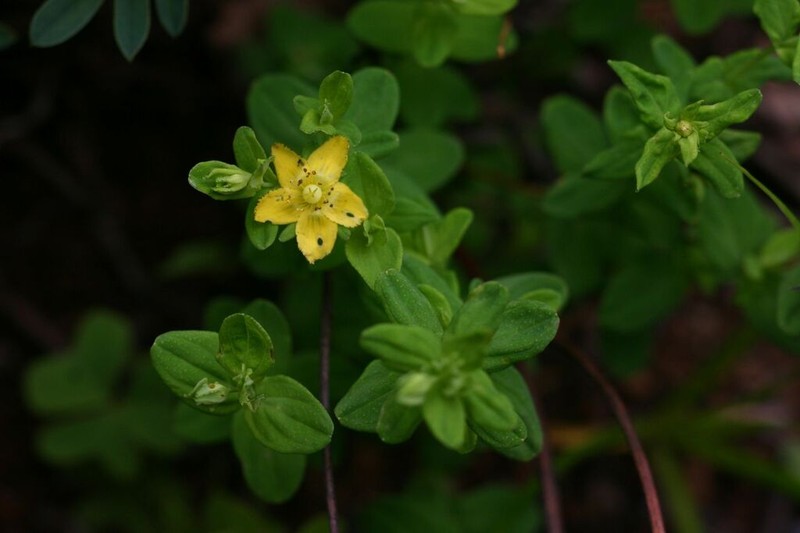 Hypericum peplidifolium photo 8