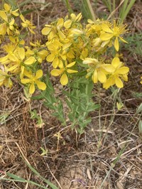 Hypericum perfoliatum