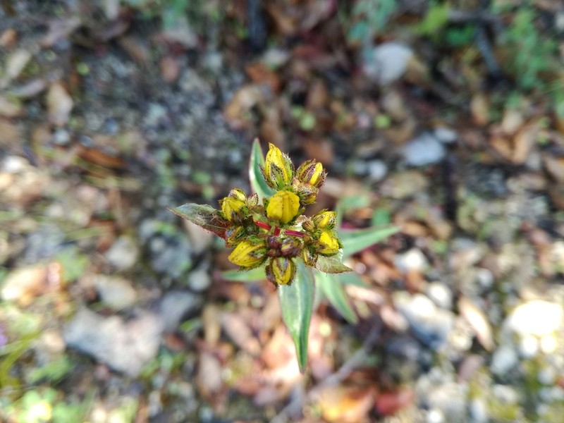 Hypericum perfoliatum photo 2