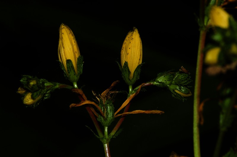 Hypericum perfoliatum photo 3