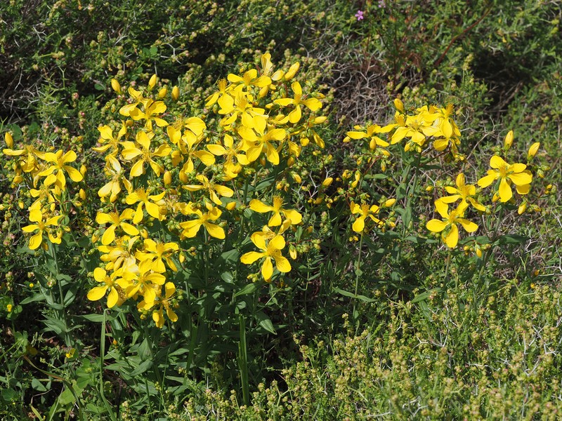 Hypericum perfoliatum photo 4