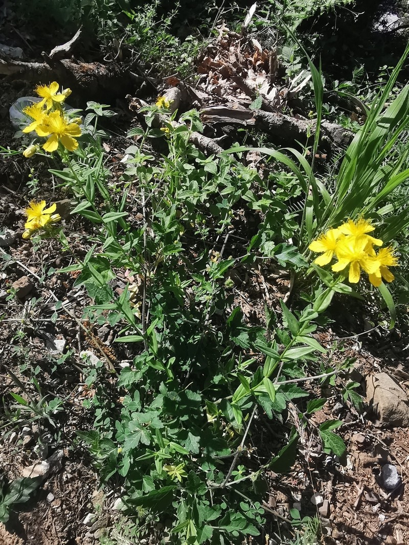 Hypericum perfoliatum photo 5