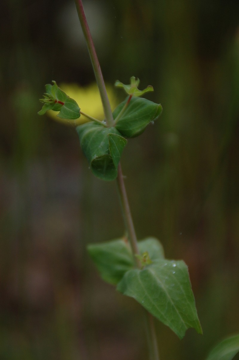 Hypericum perfoliatum photo 6