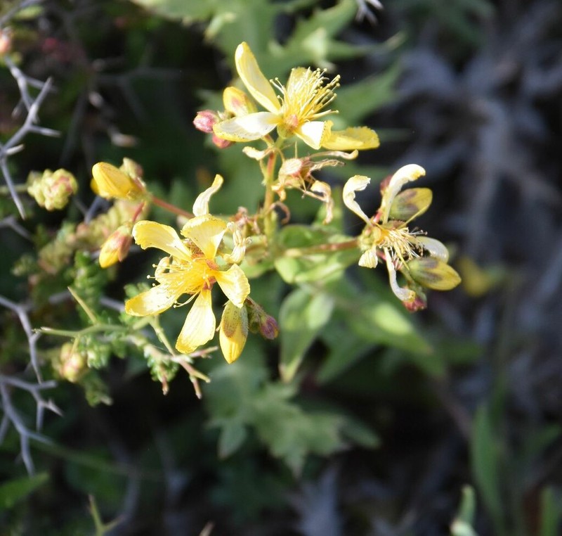 Hypericum perfoliatum photo 7