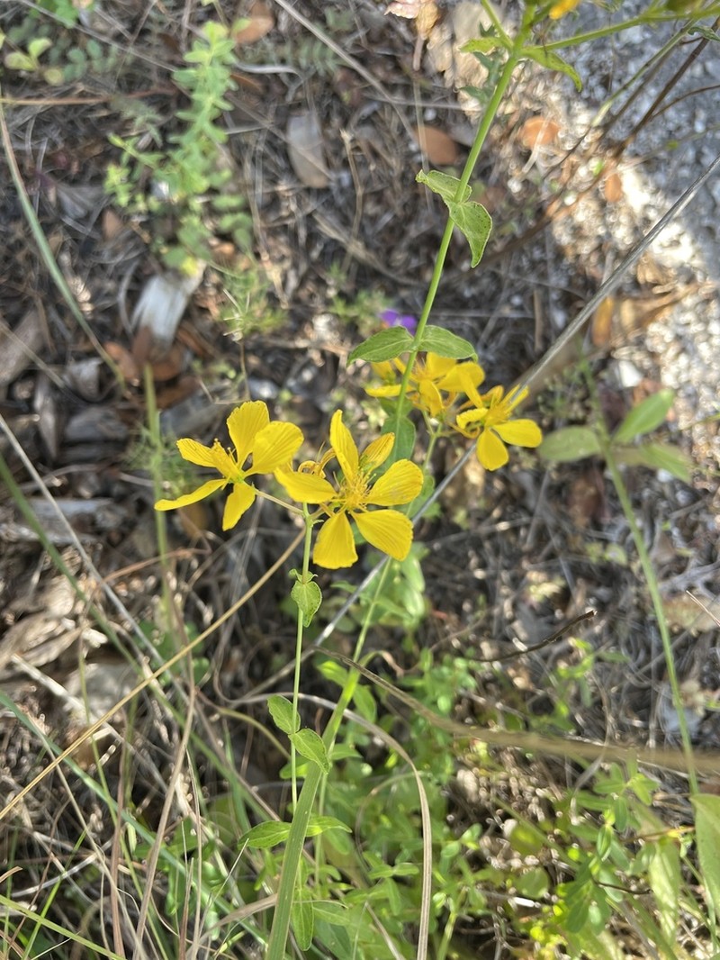 Hypericum perfoliatum photo 8