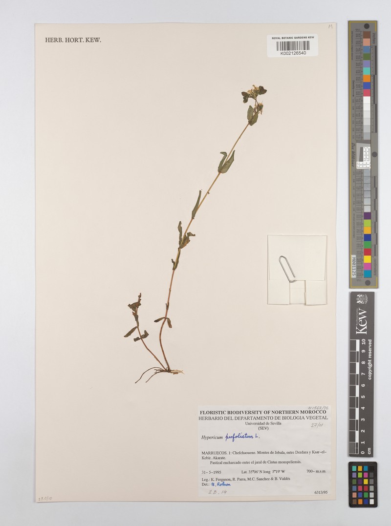Hypericum perfoliatum subsp. perfoliatum