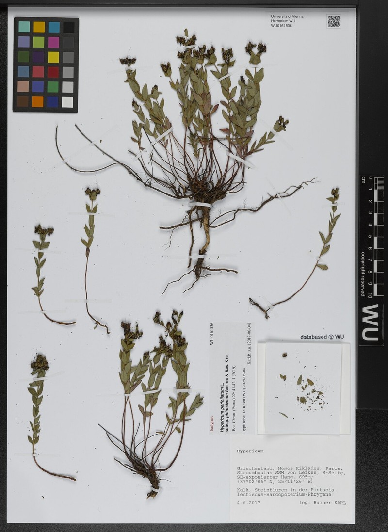 Hypericum perfoliatum subsp. phitosianum