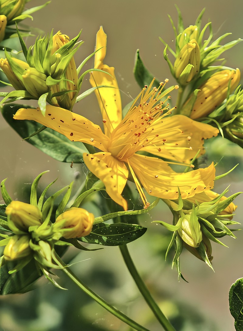 Common St. Johnswort