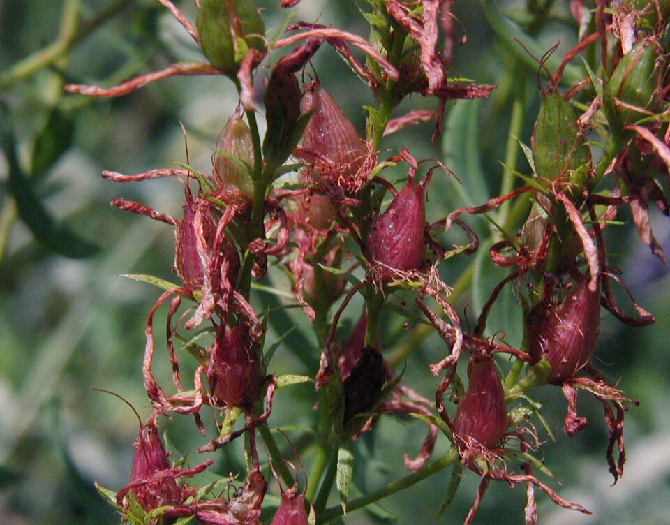 Common St. Johnswort photo 3