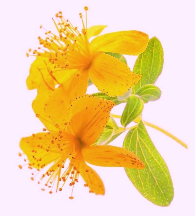 Common St. Johnswort photo 4