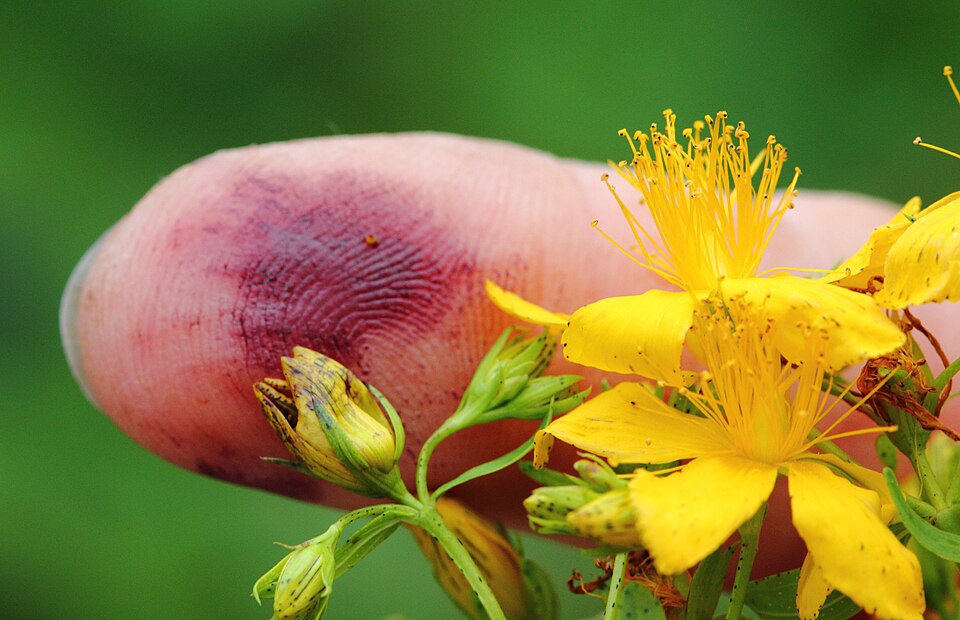 Common St. Johnswort photo 4