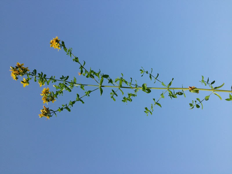 Common St. Johnswort photo 5