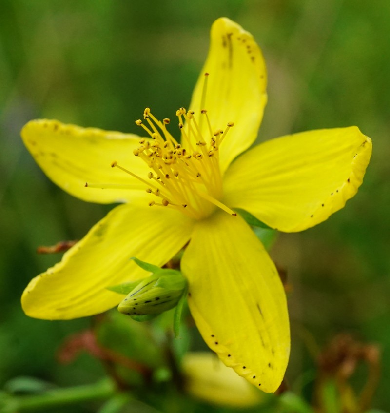 Common St. Johnswort photo 7