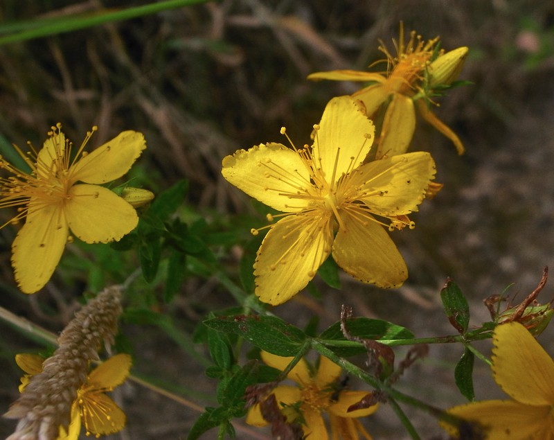 Common St. Johnswort photo 8