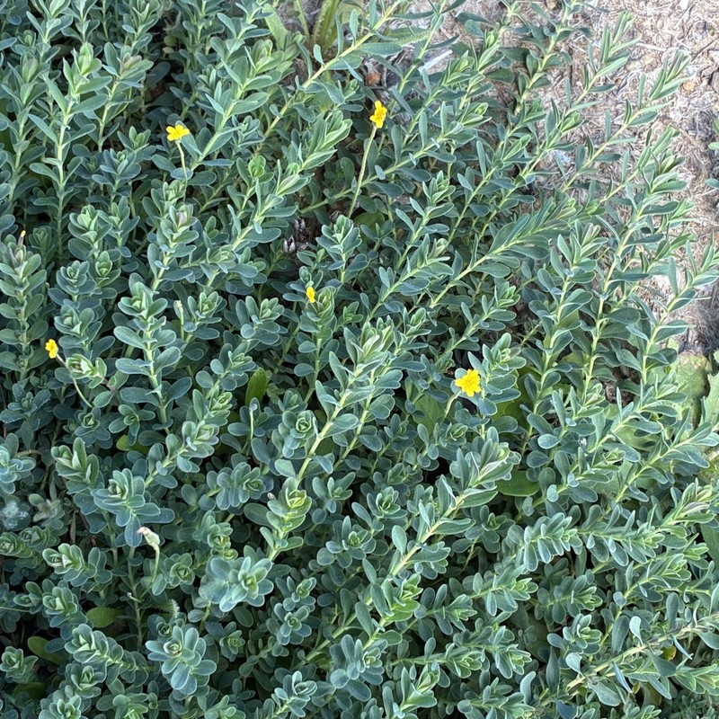 Hypericum perforatum subsp. perforatum