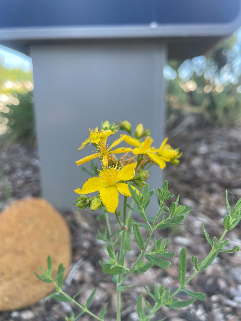 Hypericum perforatum subsp. perforatum photo 2