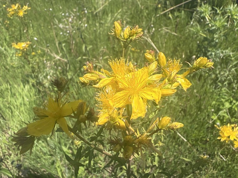 Hypericum perforatum subsp. perforatum photo 3