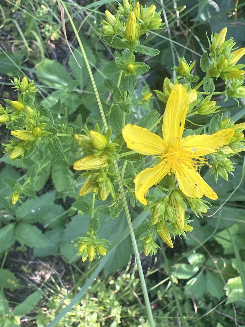 Hypericum perforatum subsp. perforatum photo 4