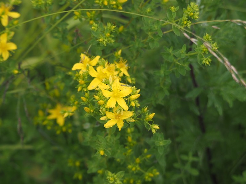 Hypericum perforatum subsp. perforatum photo 5