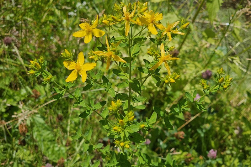 Hypericum perforatum subsp. perforatum photo 6