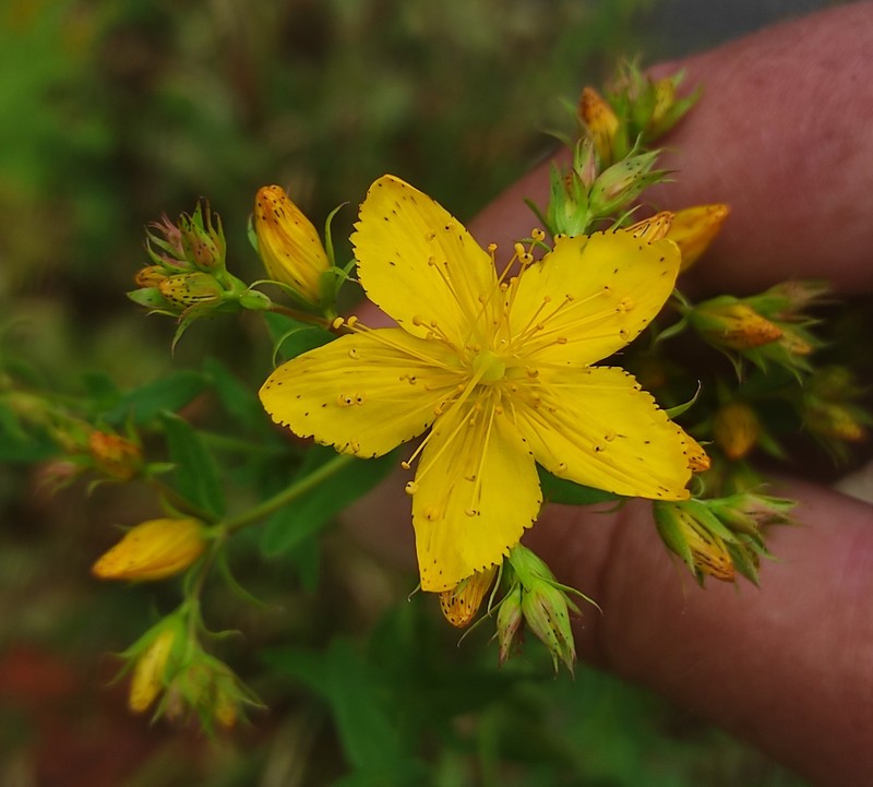 Hypericum perforatum subsp. perforatum photo 7
