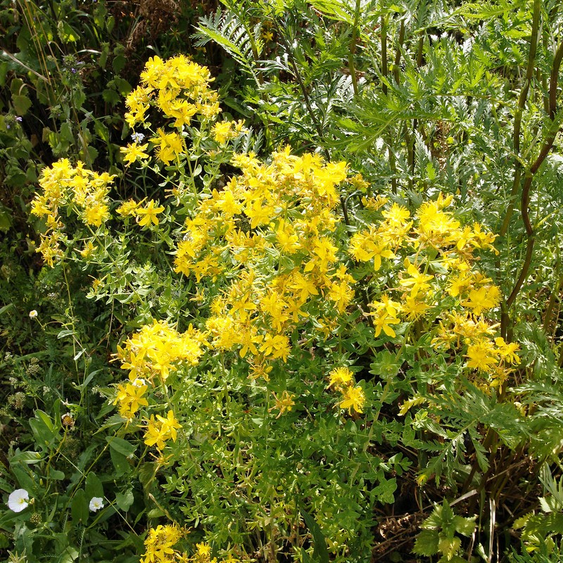 Hypericum perforatum subsp. perforatum photo 8