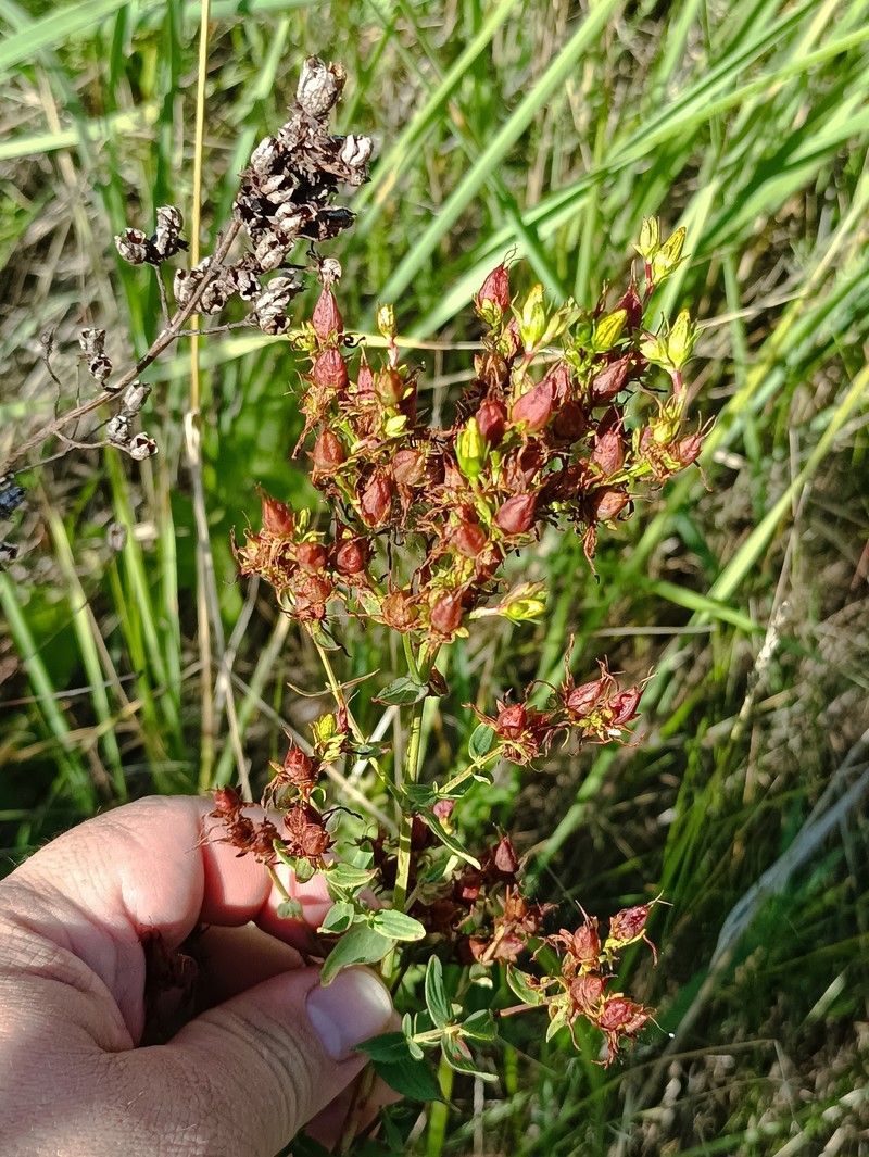 Hypericum perforatum subsp. songaricum
