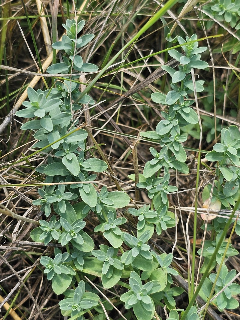 Hypericum perforatum subsp. songaricum photo 2