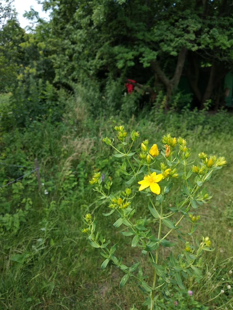 Hypericum perforatum subsp. songaricum photo 3