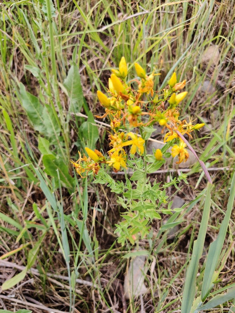 Hypericum perforatum subsp. songaricum photo 4