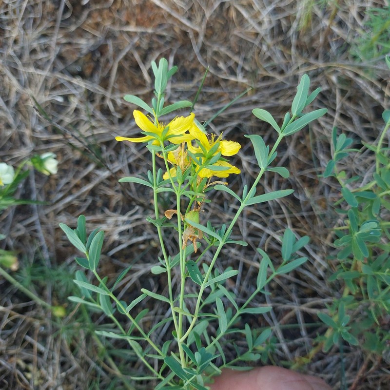 Hypericum perforatum subsp. songaricum photo 5