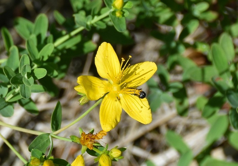 Hypericum perforatum subsp. songaricum photo 6