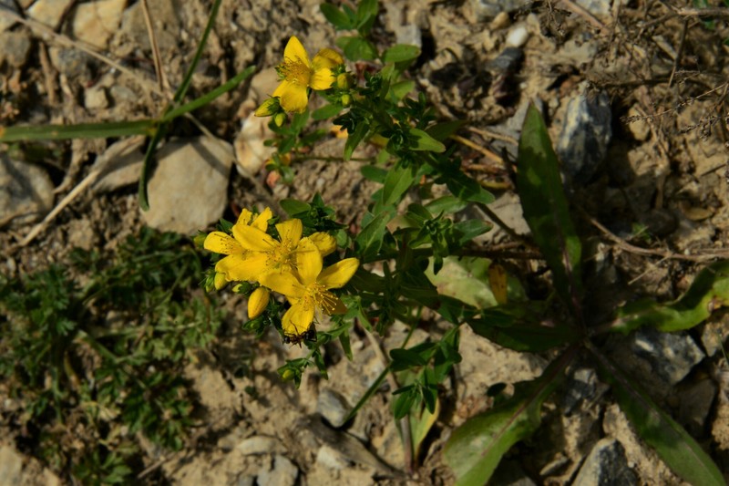 Hypericum perforatum subsp. songaricum photo 7