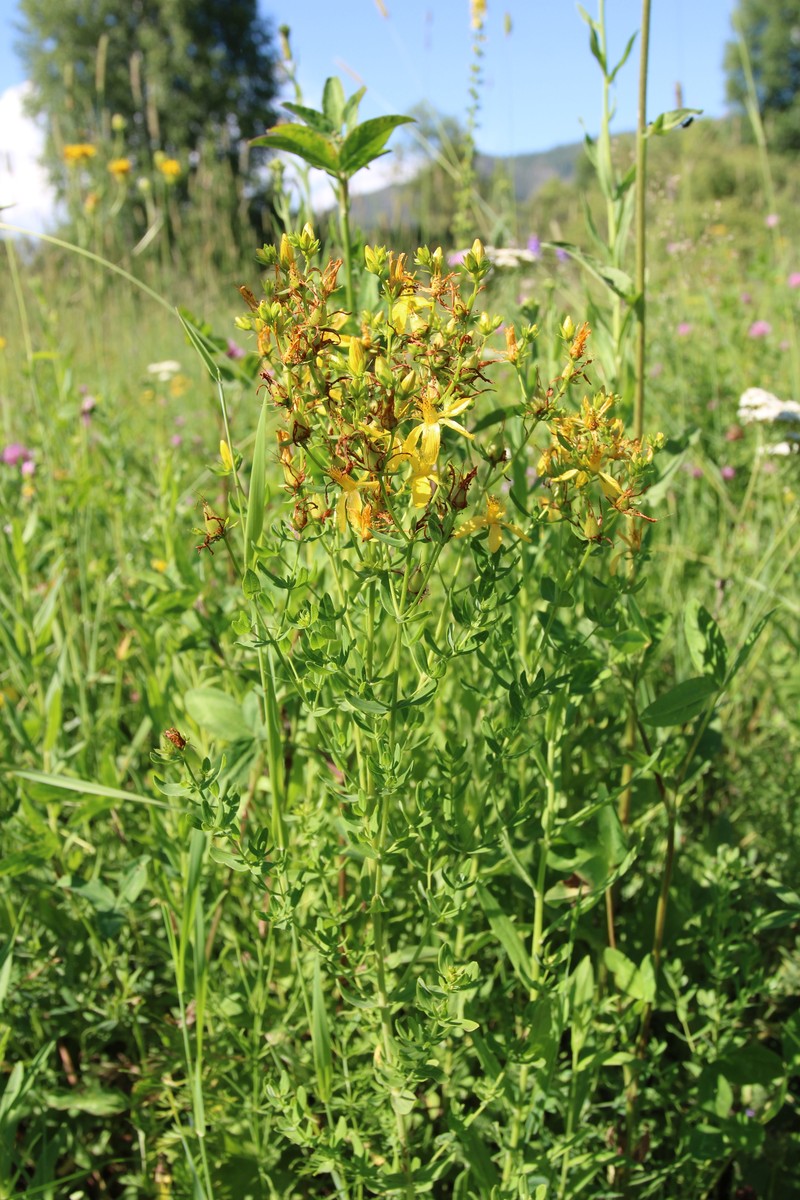 Hypericum perforatum subsp. songaricum photo 8