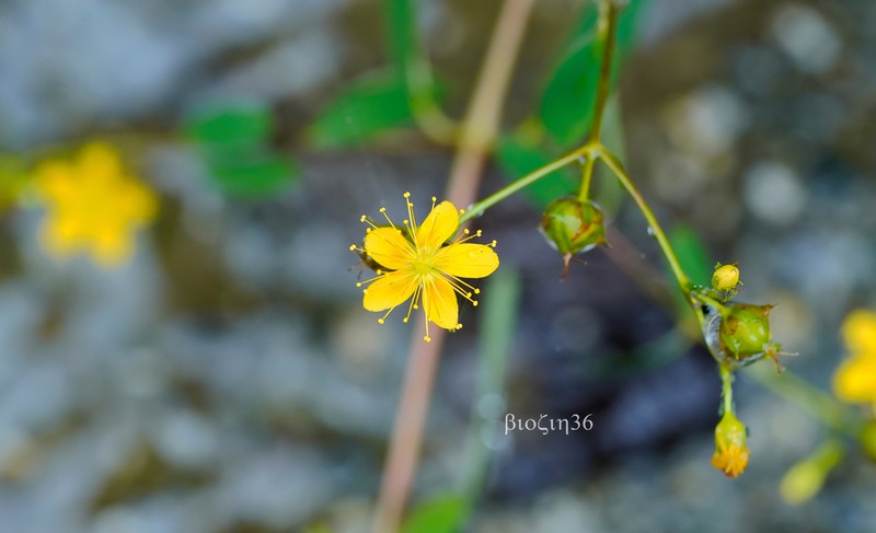 Hypericum petiolulatum