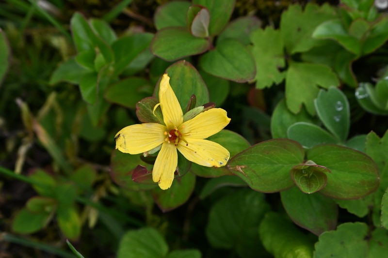 Hypericum petiolulatum photo 2