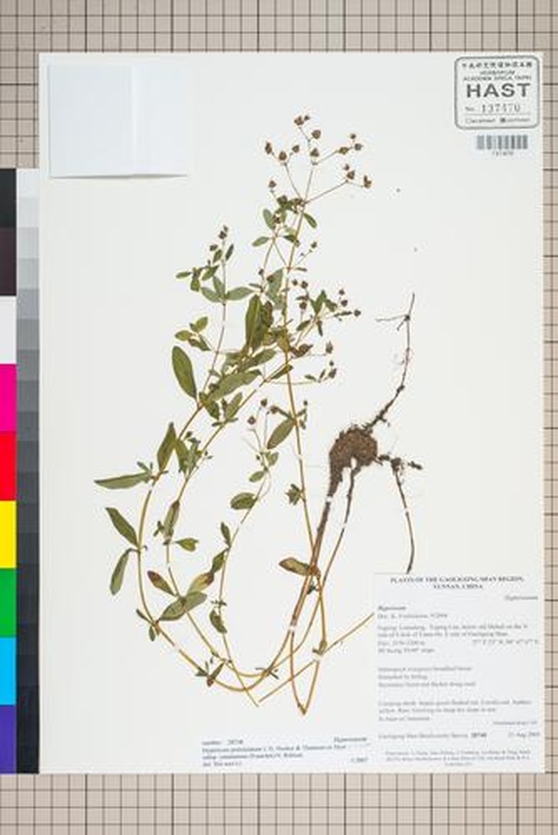 Hypericum petiolulatum photo 3