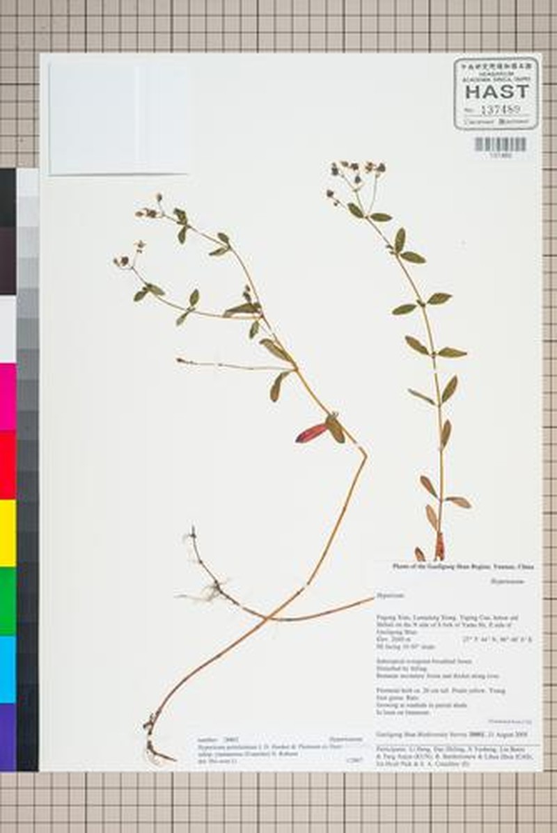 Hypericum petiolulatum photo 4