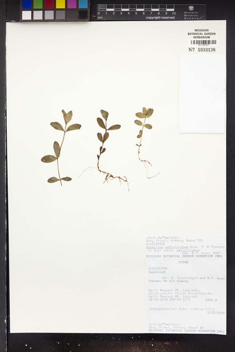 Hypericum petiolulatum photo 5