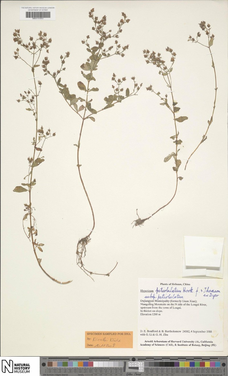 Hypericum petiolulatum subsp. petiolulatum photo 2