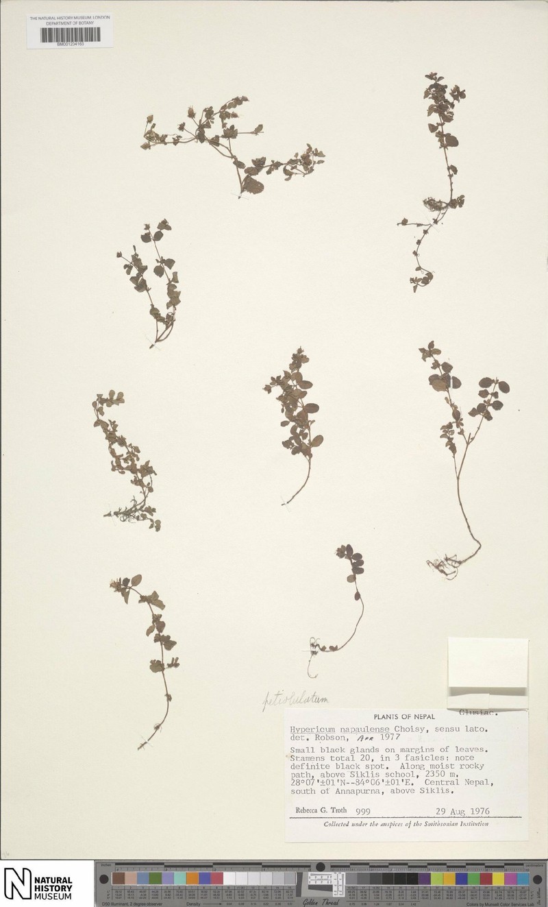Hypericum petiolulatum subsp. petiolulatum photo 3
