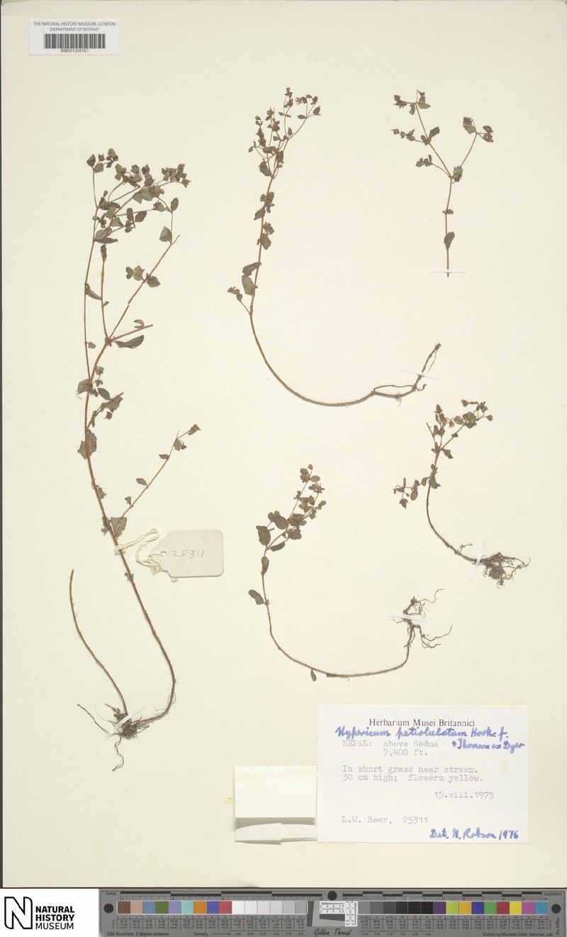 Hypericum petiolulatum subsp. petiolulatum photo 4