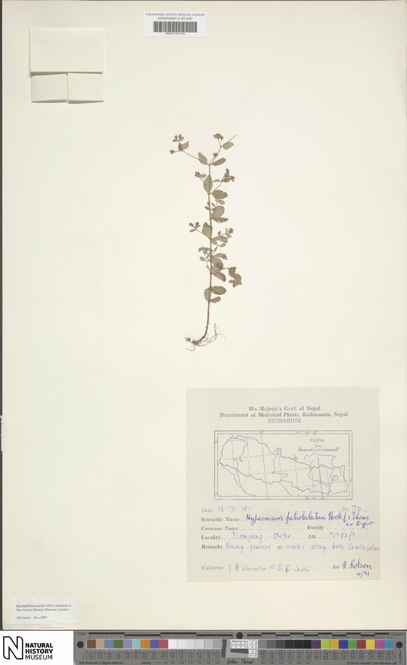 Hypericum petiolulatum subsp. petiolulatum photo 5
