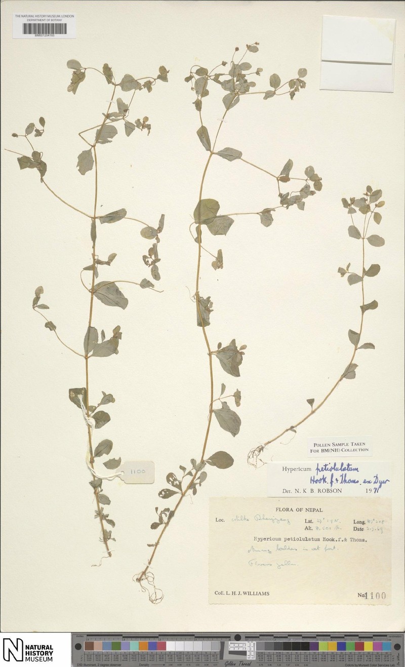 Hypericum petiolulatum subsp. petiolulatum photo 6