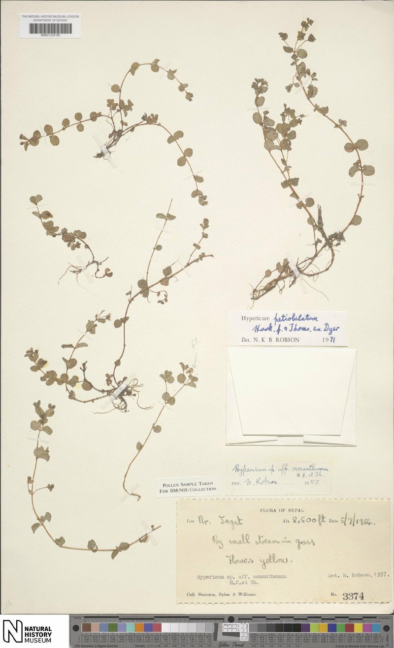 Hypericum petiolulatum subsp. petiolulatum photo 7
