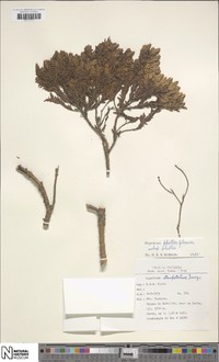 Hypericum phellos